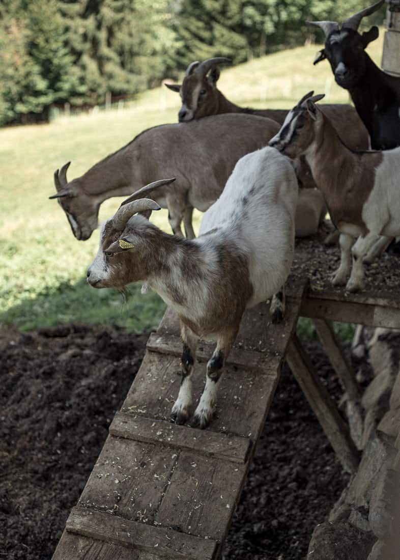 Les chèvres de la Ferme des Vonezins à Thônes dans les Aravis en Haute-Savoie