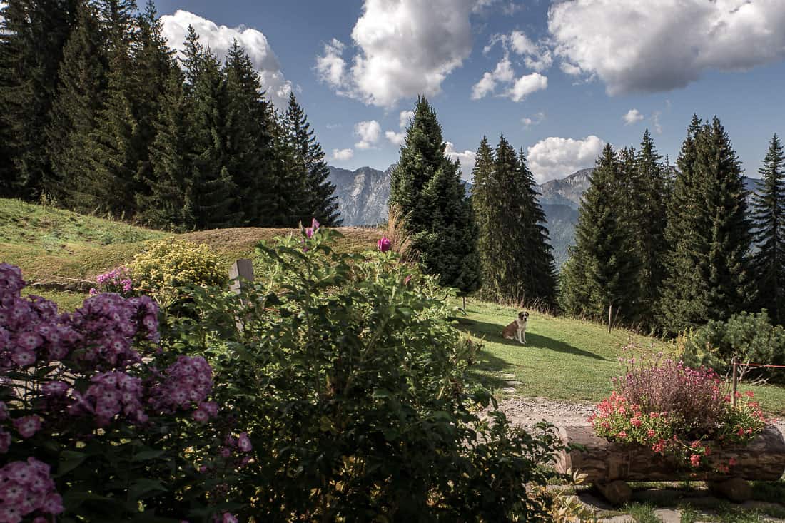 Le saint-Bernard à la Ferme des Vonezins à Thônes dans les Aravis en Haute-Savoie