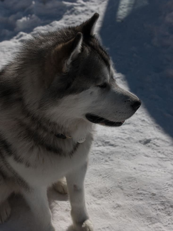 Chien de traineaux à la Ferme des Vonezins à Thônes dans les Aravis en Haute-Savoie