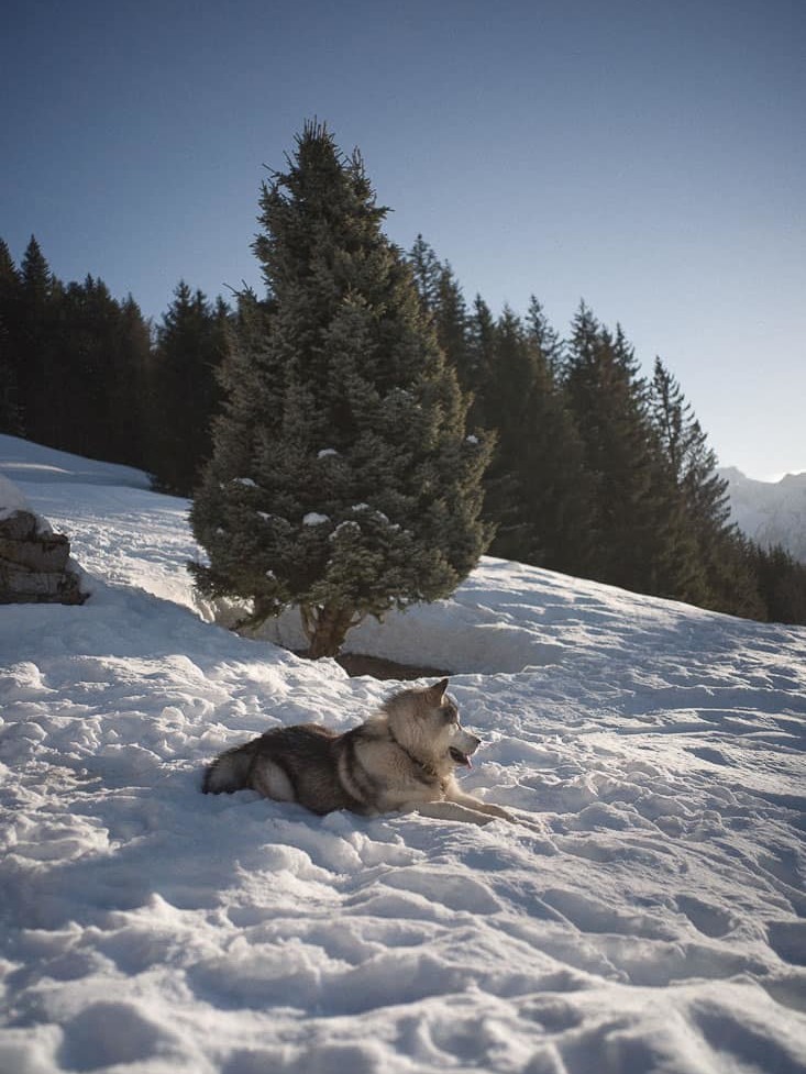 Un chien de trainneaux au repos devant la Ferme des Vonezins à Thônes dans les Aravis en Haute-Savoie