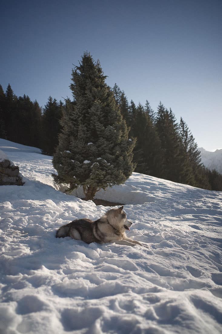 Un chien de trainneaux au repos devant la Ferme des Vonezins à Thônes dans les Aravis en Haute-Savoie