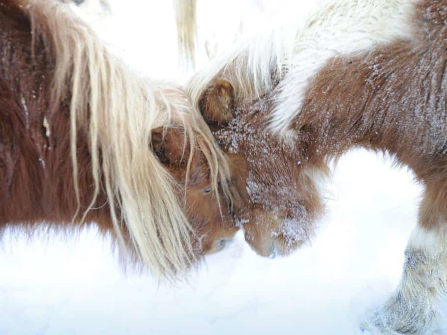 La Ferme des Vônezins votre hôtel de charme, chalet-chambres d’hôtes, spa & restaurant d’alpage dans les Aravis à Thônes en Haute-Savoie entre le Lac d’Annecy, la Clusaz & le Grand-Bornand