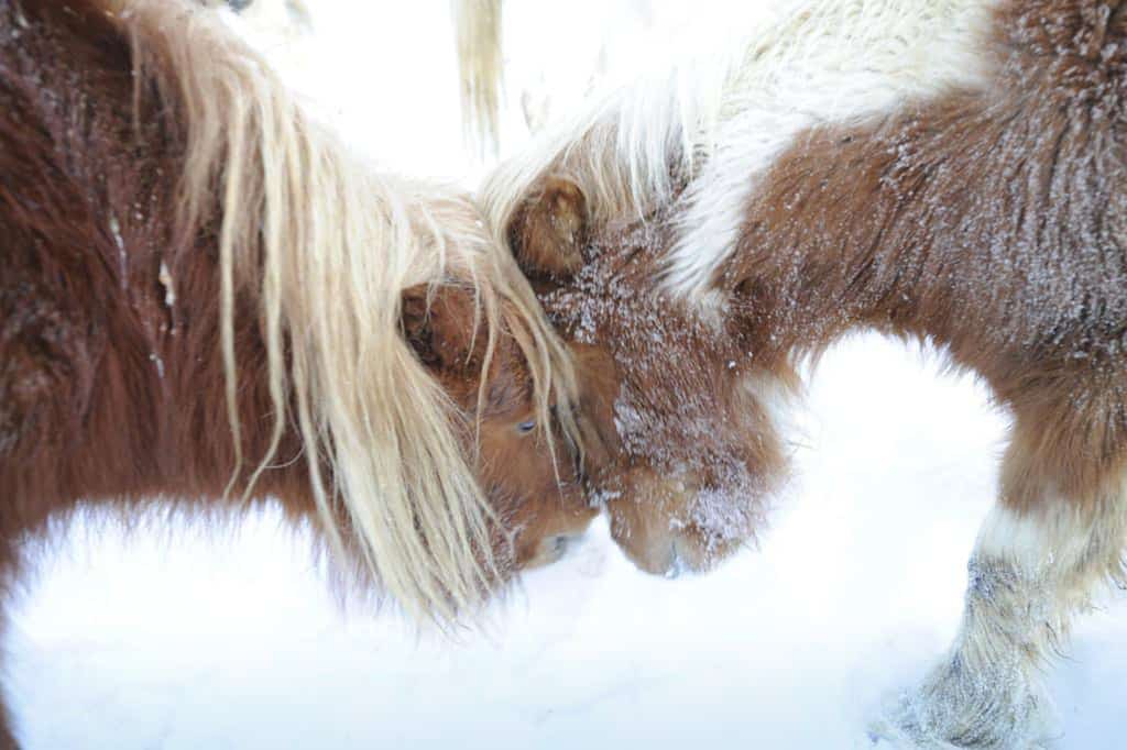 La Ferme des Vônezins votre hôtel de charme, chalet-chambres d’hôtes, spa & restaurant d’alpage dans les Aravis à Thônes en Haute-Savoie entre le Lac d’Annecy, la Clusaz & le Grand-Bornand